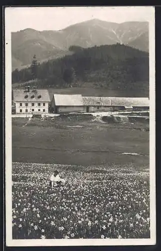 AK Kernhof, Baumanns Gasthaus am Gschaid, blühende Narzissen