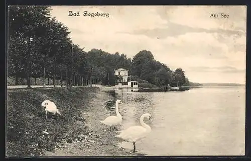 AK Bad Segeberg, Schwäne am See