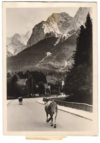 Fotografie Atlantic, Ansicht Grainau, Beginn des Almabtriebes 1941, Rinder am Ortsrand