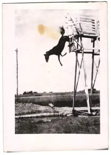 Fotografie Pferd macht einen Kopfsprung aus 10m Höhe 1939