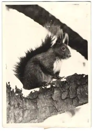 Fotografie Atlantic, Eichhörnchen auf verschneitem Ast sitzend 1943, Squirrel