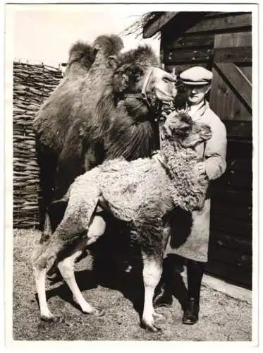 Fotografie Keystone, Ansicht London, Zoologischer Garten Whipsnade, Kamel Jungtier nebst Muttertier