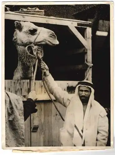 Fotografie Keystone, Ansicht London, Araber mit Kamel, Geschenk von König Saud für den Zoo von London 1939