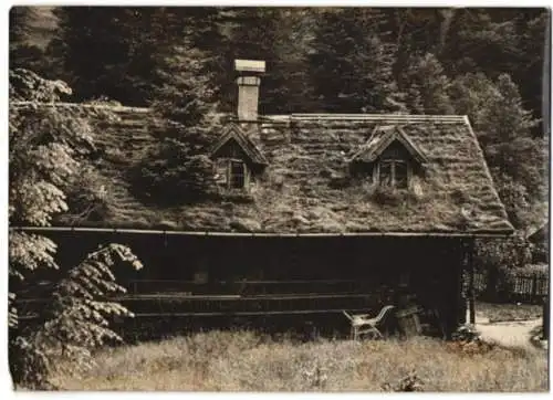 Fotografie Dainko, Ansicht Ybbstal, verwittertes Haus mit Tanne die auf dem Dach wächst 1939