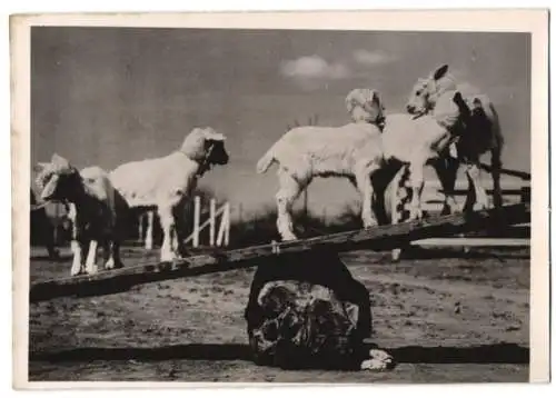 Fotografie Atlantic, Zicklein Fünflinge tollen auf einer Wippe umher 1940