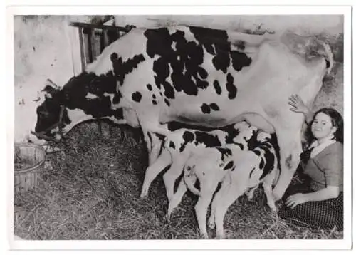 Fotografie Bauernmädchen Maisie kümmert sich um Drillings-Kälber in Lindenhurst / New York 1941