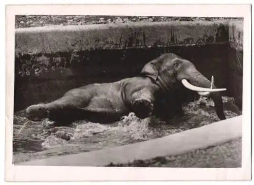 Fotografie Atlantic, Elefant / Elefantenbulle beim Baden in einem Zoogehege 1939