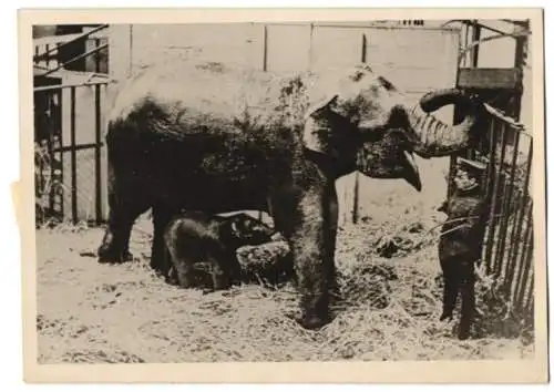 Fotografie Atlantic, Elefant hat ein Junges zur Welt gebracht, Geburt eines Elefanten im Zoo 1942