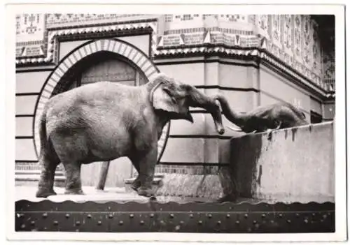 Fotografie Atlantic, Ansicht Berlin, Zoologischer Garten, Elefanten-Liebe, Elefanten räumlich getrennt 1939