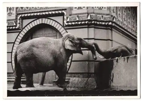 Fotografie Atlantic, Ansicht Berlin, Zoologischer Garten, verliebte Elefanten wurden räumlich getrennt 1940