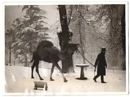 Fotografie Keystone, Ansicht Chessington, Zoowärter führt Kamel George an der Leine 1937