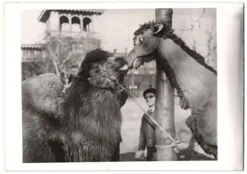 Fotografie Schostal, Ansicht Philadelphia, Kamel im Zoologischen Garten freut sich über Kuscheltier-Besuch 1940