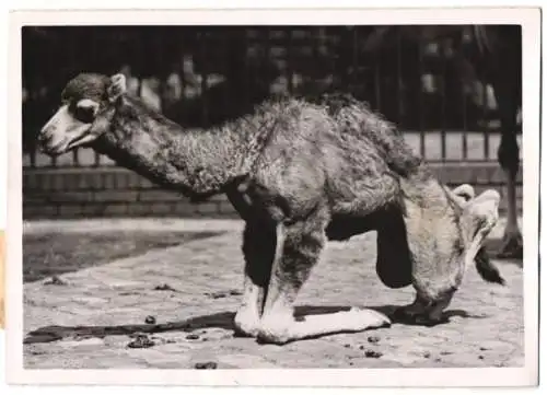 Fotografie Atlantic, junges Kamel erhebt sich vom Boden in einem Zoogehege 1941