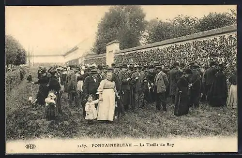 AK Fontainebleau, La Treille du Roy