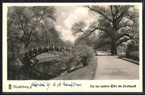 AK Magdeburg, An der tauben Elbe im Stadtpark