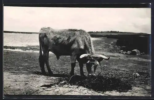 AK Stier beim grasen