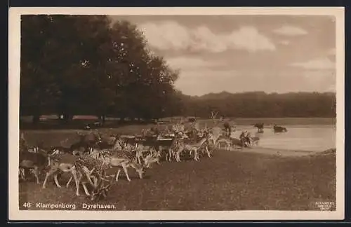 AK Klampenborg, Dyrehaven, Damwild am Wasser