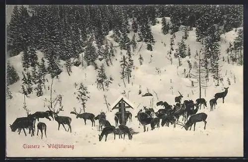 AK Eisenerz, Rotwild an der Fütterung