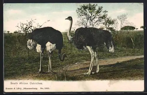 AK South African Ostriches