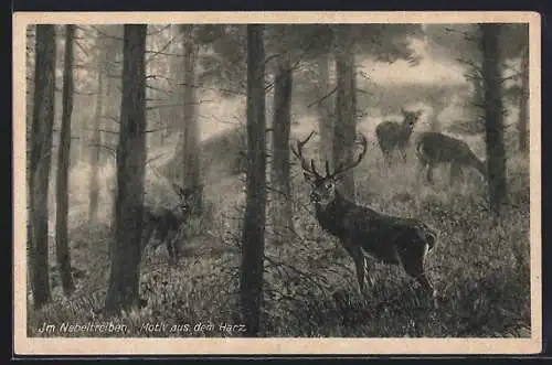 AK Rotwild im Nebel, Motiv aus dem Harz