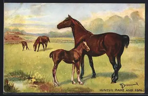 AK Hunter Mare and Foal