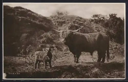 AK Scottish Highland Cattle, Father and Son