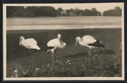 AK Weissstörche und Schwan auf einer Wiese im Stralsunder Tiergarten