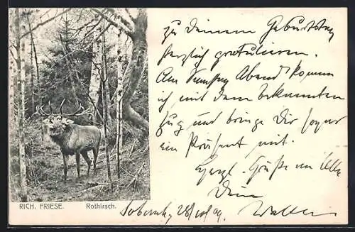 AK Röhrender Rothirsch in einem Birkenwald