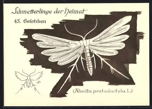 AK Geistchen, Alucita pentadactyla L., Schmetterlinge der Heimat Nr. 45