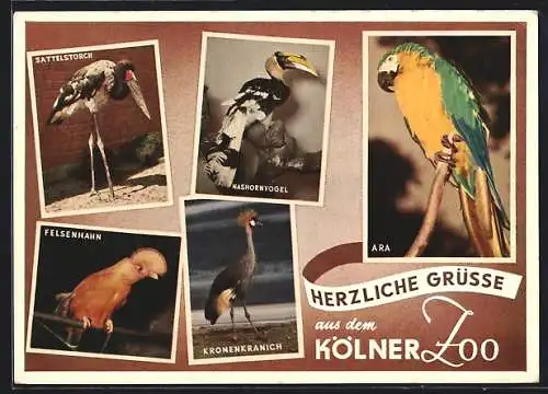 AK Kölner Zoo, Sattelstorch, Felsenhahn und Kronenkranich