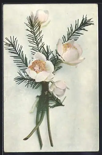 Künstler-AK Brüder Kohn (B.K.W.I) Nr.745-17: Blumen mit Tannenzweigen