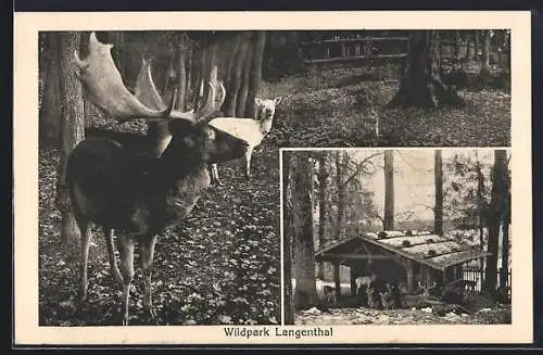 AK Langenthal, Wildpark, Unterstand für Hirsche und Rehe im Winter