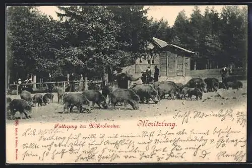 AK Moritzburg, Fütterung der Wildschweine