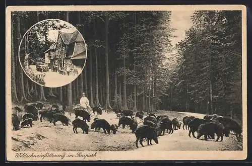 AK Eldagsen, Gasthaus Holzmühle, Wildschweinfütterung im Saupark