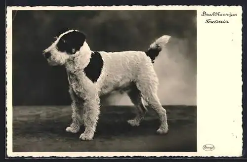 AK Drahthaariger Foxterrier