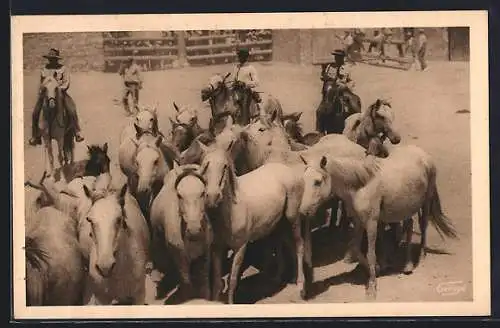 AK Saintes-Maries-de-la-Mer, Manade de chevaux Camargue, Pferde der Camargue