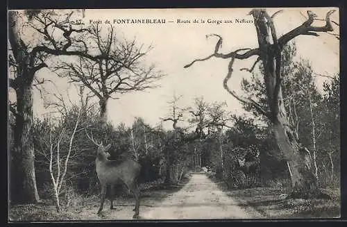 AK Foret de Fontainebleau, Route de la Gorge aux Nefliers, Hirsche