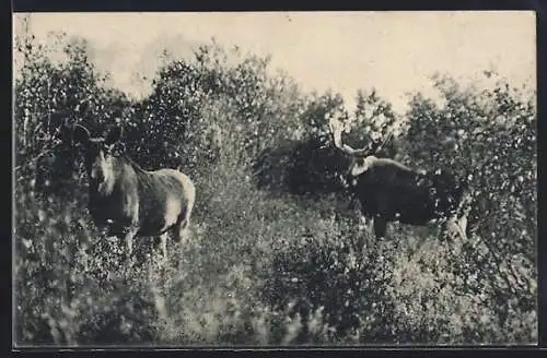 AK Elch-Paar in ostpreussischer Landschaft