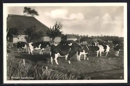 AK Friesch Landschap, Schwarzbunte Rinder