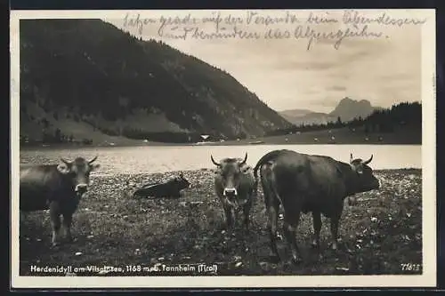 AK Tannheim /Tirol, Herdenidyll am Vilsalpsee