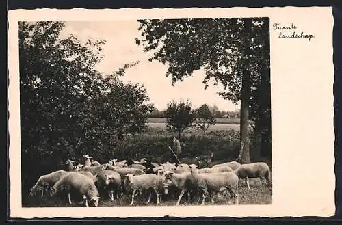 AK Twents landschap, Schäfer mit seiner Herde