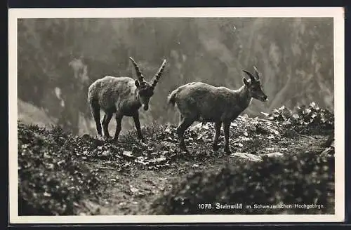 AK Steinwild im Schweizerischen Hochgebirge