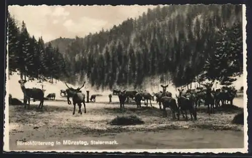 AK Mürzsteg /Steiermark, Hirschfütterung im Winter