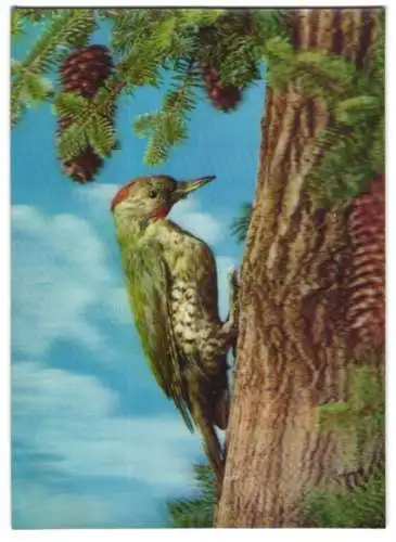 3D-AK Woodpecker, Specht sitzt auf einem Baum