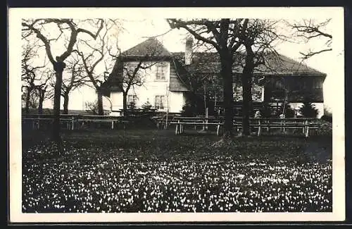 AK Magglingen, Hohmatt, Blühende Krokus-Wiese vor einem Haus