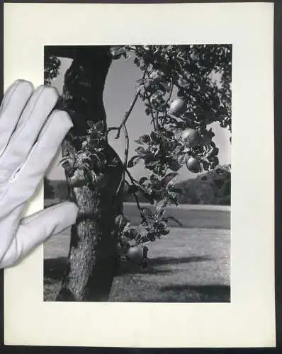 Fotografie unbekannter Fotograf und Ort, Apfelbaum mit reifen Früchten am Rande eines Feldes