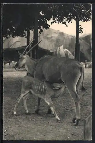 AK Paris, Parc Zoologique du Bois de Vincennes, Un Elandu Cap et son petit