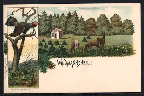 Lithographie München-Trudering, Rehe äsen vor der Jagdhütte, Auerhahn