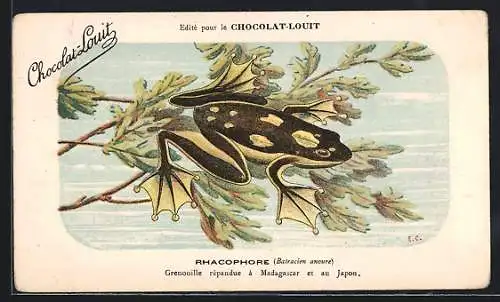 AK Rhacophore, Batracien anoure, Grenouille répandue à Madagascar et au Japon, Reklame für Kakao Chocolat-Louit