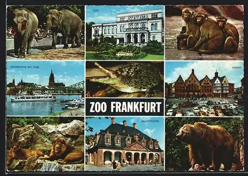 AK Frankfurt, Zoo, Elefanten, Löwen, Affen